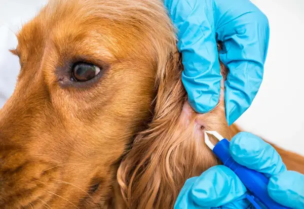 Manos enguantadas extraen una garrapata perro de su oreja con un removedor.