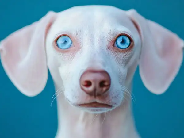 Un teckel albino con hipnotizantes ojos azules mira fijamente. Su pelaje blanco y sus orejas caídas contrastan con el fondo azul vibrante.