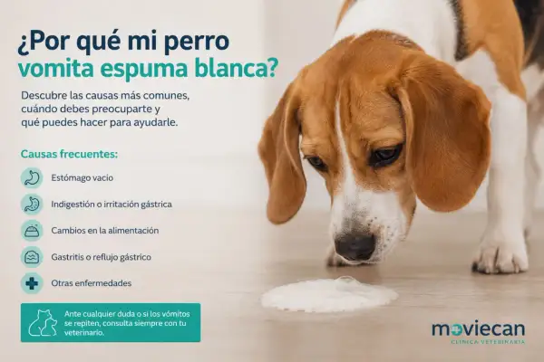 Un beagle mira con preocupación una espuma blanca en el suelo, indicando que mi perro vomita espuma blanca. La imagen explica las causas.