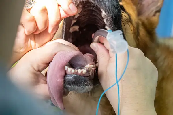 Veterinario examina la boca de un perro con un tubo de anestesia. La pregunta de cuanto vive un perro con colapso traqueal es importante.