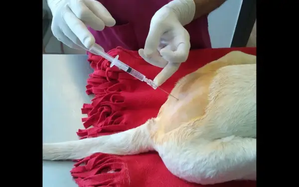 Veterinario administra anestesia para perros con jeringa.