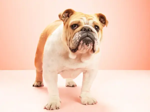 Un adorable bulldog inglés con pelaje blanco y dorado, con una expresión curiosa y arrugas distintivas, posa sobre un fondo rosa pálido.