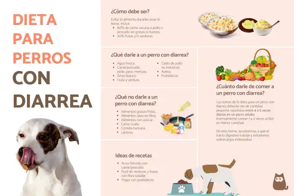 Dieta para perros con diarrea: qué darles, qué evitar y recetas. Si mi perro tiene diarrea, ¿qué medicamento le doy? Este gráfico ofrece consejos.