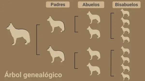 Árbol genealógico de perros. Muestra cómo el pedigree de un perro se remonta a padres, abuelos y bisabuelos, ilustrando su linaje.