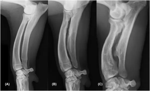 Radiografías de la deformación de patas delanteras de perros, mostrando la progresión de la condición en tres etapas (A, B, C).