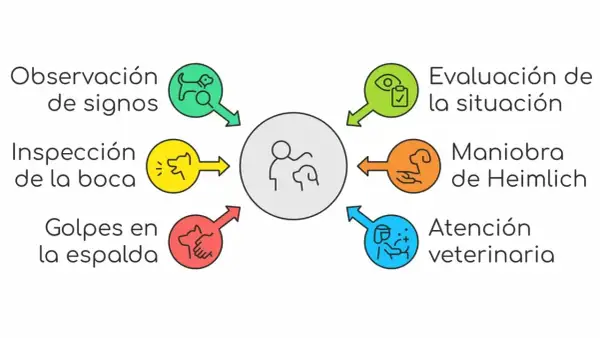 Diagrama de pasos: observación, inspección, golpes en espalda, evaluación, Maniobra de Heimlich y atención veterinaria, para saber qué hacer cuando un perro se atraganta.