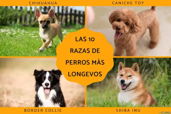 Chihuahua, caniche toy, border collie y shiba inu son algunas de las razas de perro mas longevo.