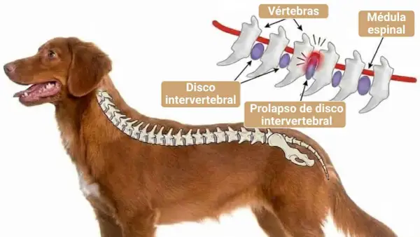 Ilustración de un perro con hernia discal, mostrando vértebras, disco intervertebral y médula espinal. El prolapso puede ser tan grave que se considere sacrificar perro por hernia discal.