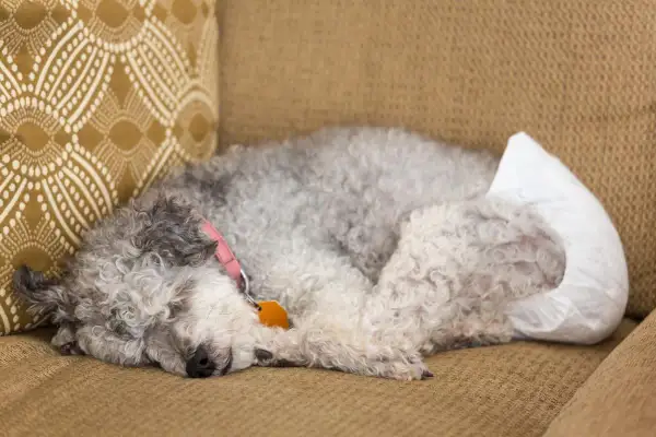 Perro durmiendo en un sofá con pañal, indicativo de incontinencia urinaria en perros.