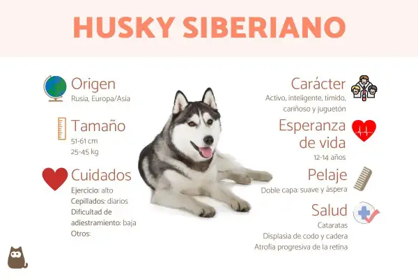 Un perro husky siberiano, con información sobre su origen, tamaño, cuidados, carácter, esperanza de vida, pelaje y salud.