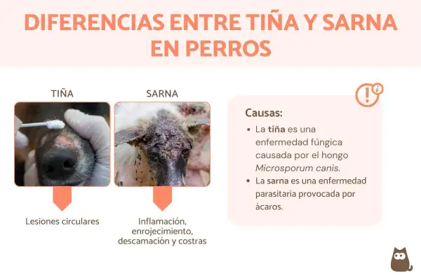 Comparativa visual de tiña y sarna en perros. La tiña, causada por hongos, muestra lesiones circulares. La sarna, por ácaros, provoca inflamación y costras.